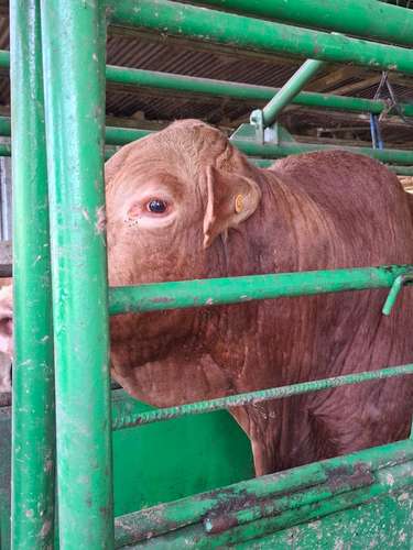 Toros Beefmaster  - Imagen 3