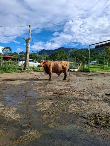 Toros Beefmaster  - Imagen 9