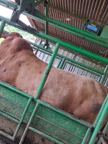 Toros Beefmaster  - Imagen 2