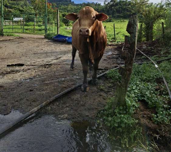 Toros Beefmaster  - Imagen 4