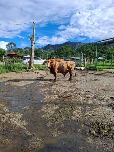 Toros Beefmaster  - Imagen 10