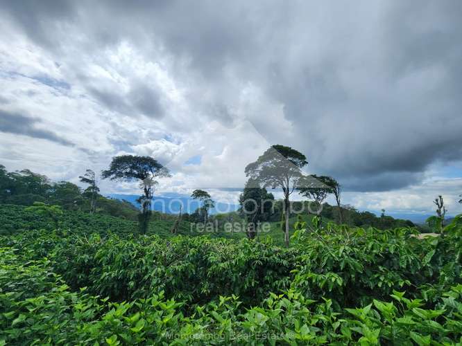 Finca en Venta , Tuma La Dalia - Imagen 3