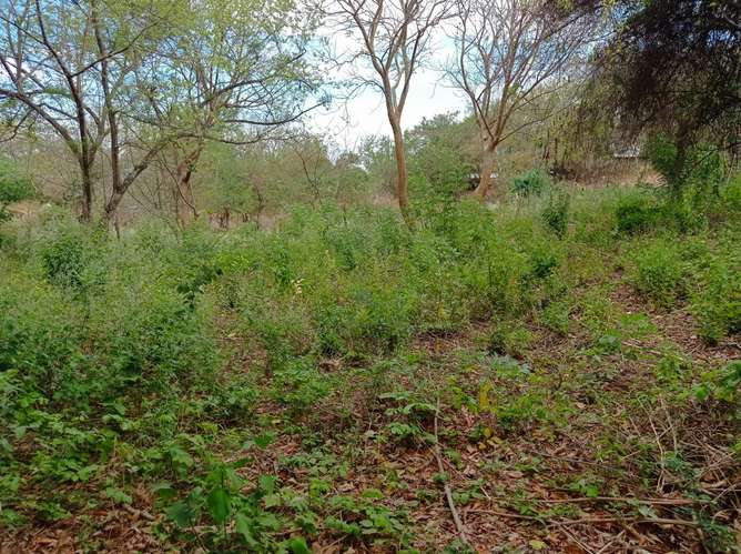 Venta de Terreno en San Isidro de la Cruz Verde  - Imagen 12