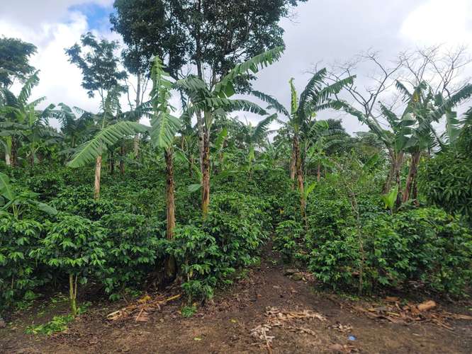 Venta de Finca en Nicaragua 