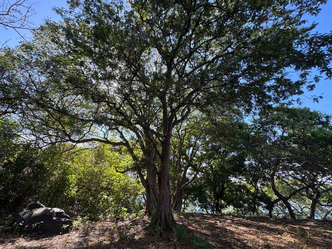 Venta de Finca en Comarca Asese Granada 