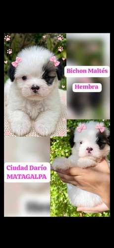 Maltipoo