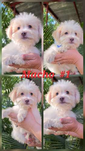 Maltipoo