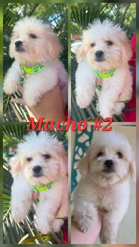 Maltipoo