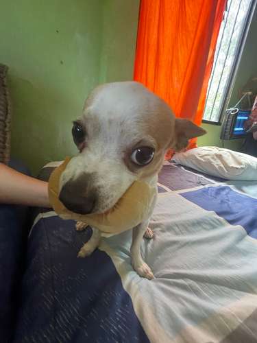  SE BUSCA NOVIA PARA ROMEO