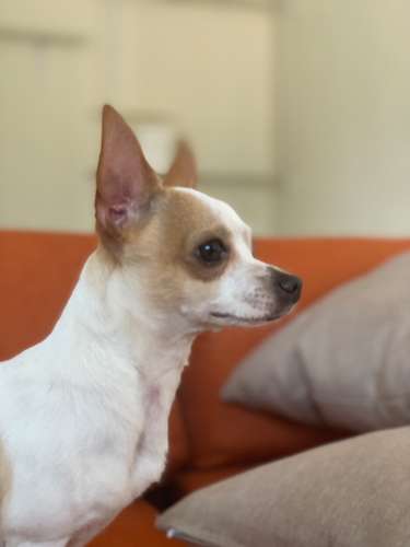  SE BUSCA NOVIA PARA ROMEO