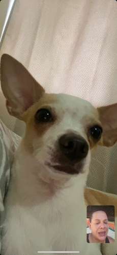  SE BUSCA NOVIA PARA ROMEO