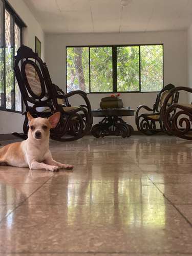  SE BUSCA NOVIA PARA ROMEO