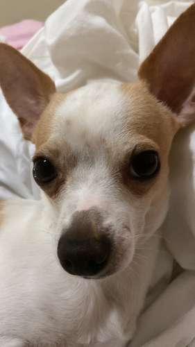  SE BUSCA NOVIA PARA ROMEO