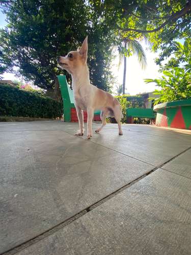  SE BUSCA NOVIA PARA ROMEO