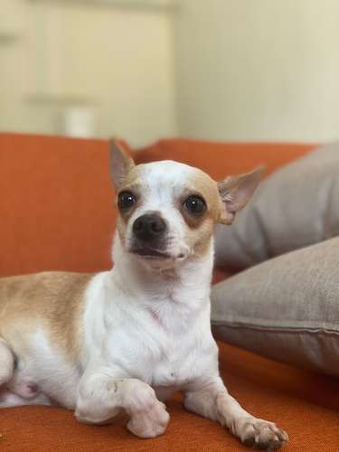  SE BUSCA NOVIA PARA ROMEO