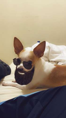  SE BUSCA NOVIA PARA ROMEO