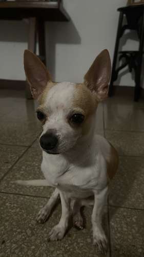  SE BUSCA NOVIA PARA ROMEO