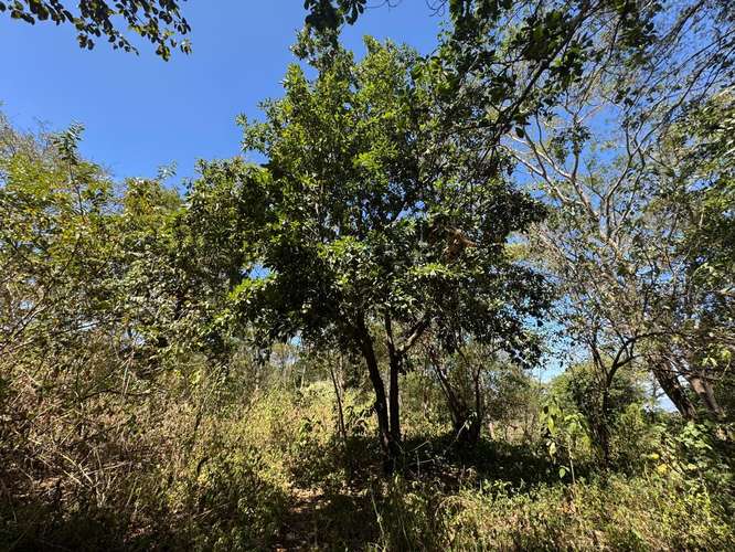 Venta de Terreno en Jocote Dulce  - Imagen 15
