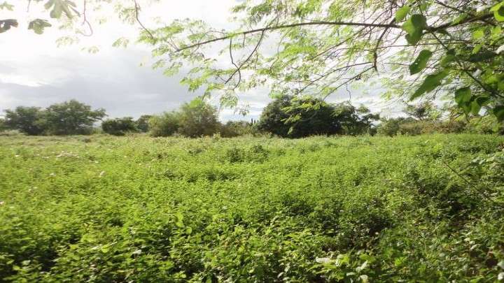 Venta de Terreno en Carretera a Veracruz  - Imagen 16
