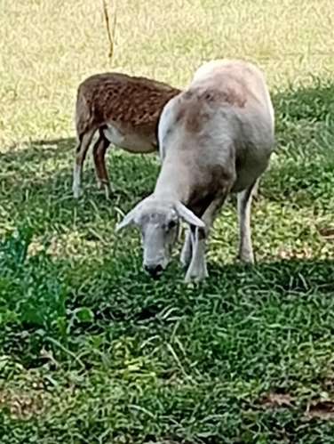 Ovejas y cabras - Imagen 3