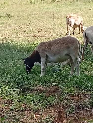 Ovejas y cabras - Imagen 6