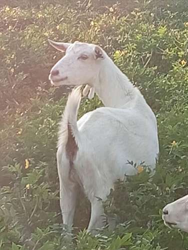 Ovejas y cabras - Imagen 9