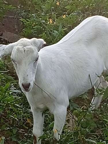 Ovejas y cabras - Imagen 8