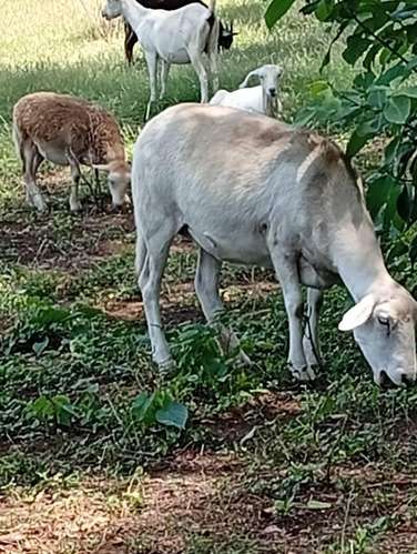 Ovejas y cabras - Imagen 2