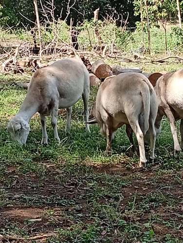 Ovejas y cabras - Imagen 5