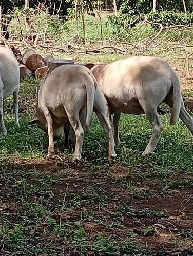 Ovejas y cabras - Imagen 4