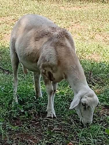 Ovejas y cabras
