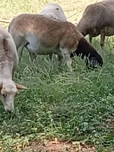 Ovejas y cabras - Imagen 7