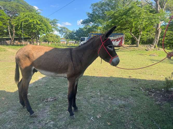 Vendo burro Kentucky , llame al ,.