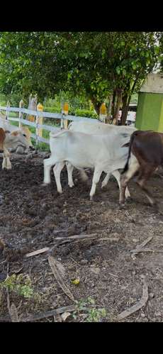 Vendo precio de remate , 19 muñecas criollitas 