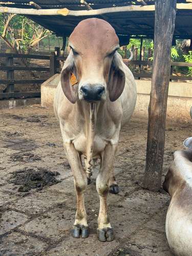 Vendo Toro Brahman - Imagen 5