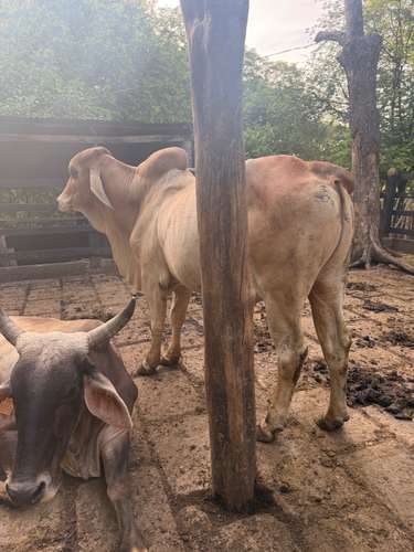 Vendo Toro Brahman - Imagen 3
