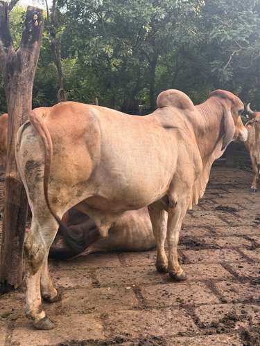 Vendo Toro Brahman - Imagen 4