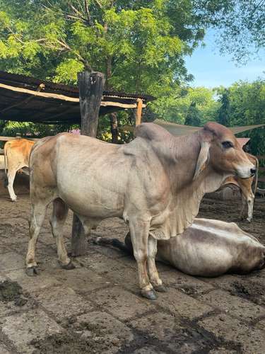Vendo Toro Brahman