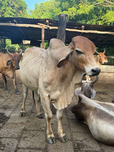 Vendo Toro Brahman - Imagen 2