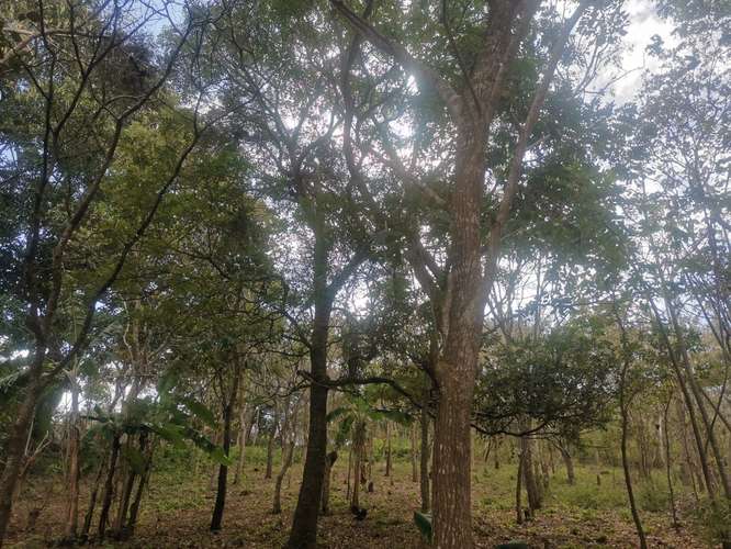 TERRENOS PARA QUINTA O CASA DE CAMPO - Imagen 4