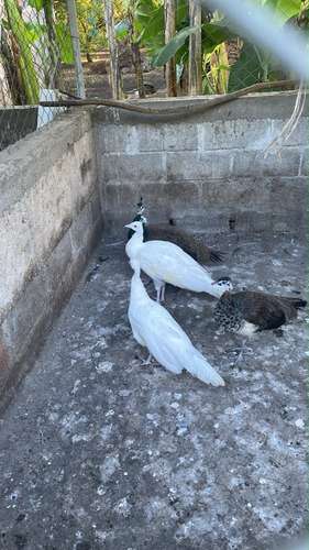 Pavo reales