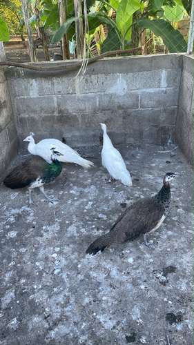 Pavo reales
