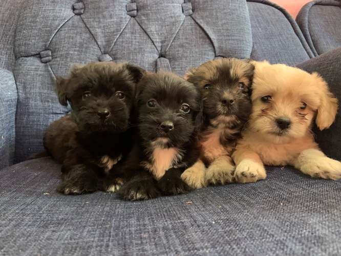 Venta de perritos terry maltez
