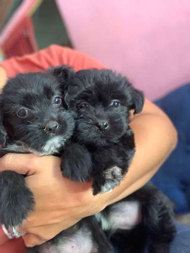 Venta de perritos terry maltez