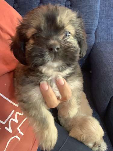 Venta de perritos terry maltez