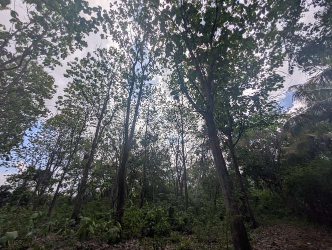Venta de Finca en Veracruz 