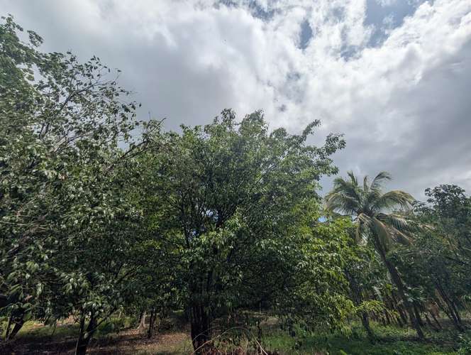 Venta de Finca en Veracruz 