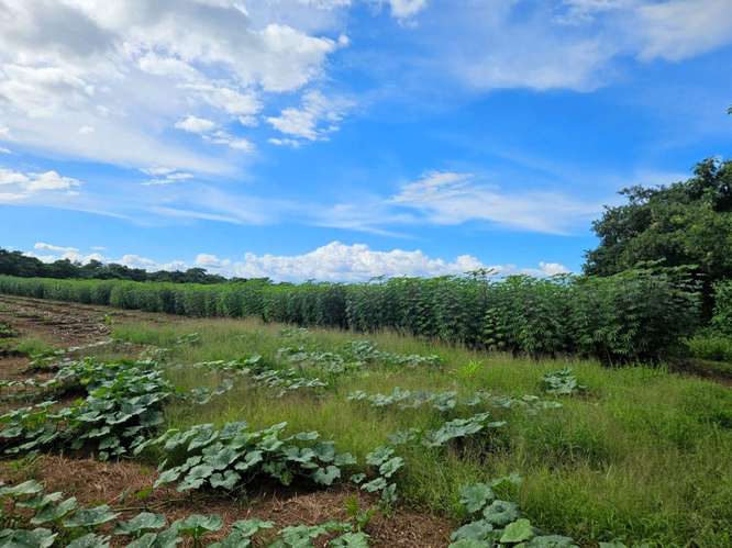 EC-¡Oportunidad Única de Inversión en Carretera Masaya-Granada! Terreno de 9.45 manzanas en venta - Imagen 2