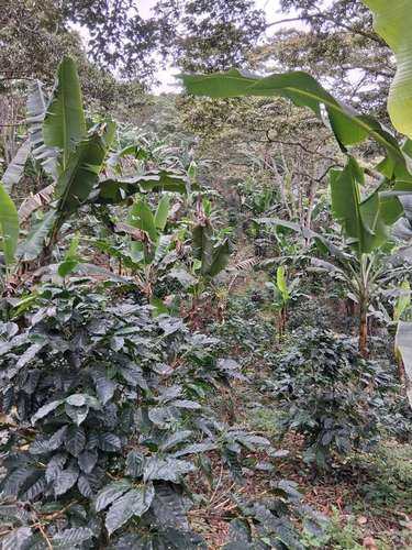 ¡SE VENDE FINCA CAFETALERA EN MURRA, NUEVA SEGOVIA - Imagen 5