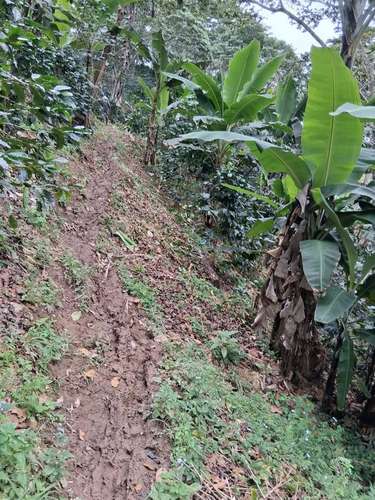 ¡SE VENDE FINCA CAFETALERA EN MURRA, NUEVA SEGOVIA - Imagen 4